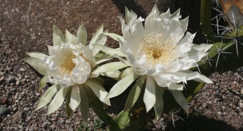 Acanthocereus pentagonus