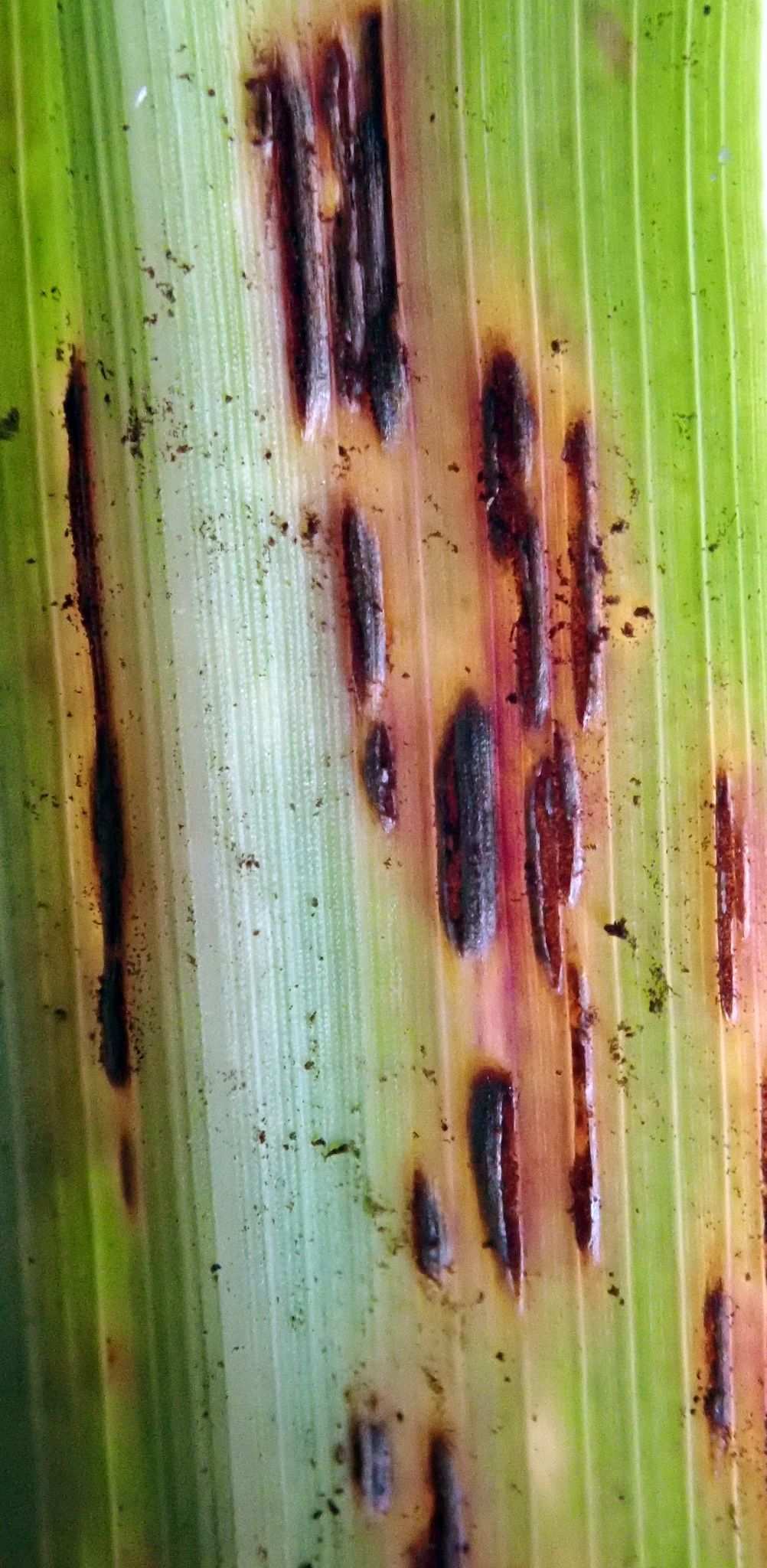Puccinia nakanishikii