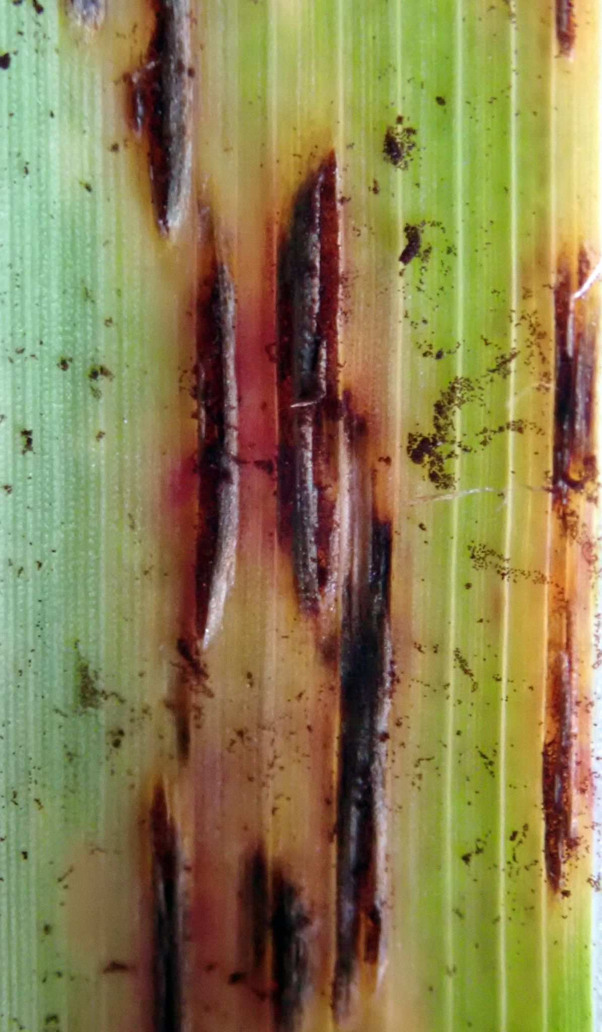 Puccinia nakanishikii