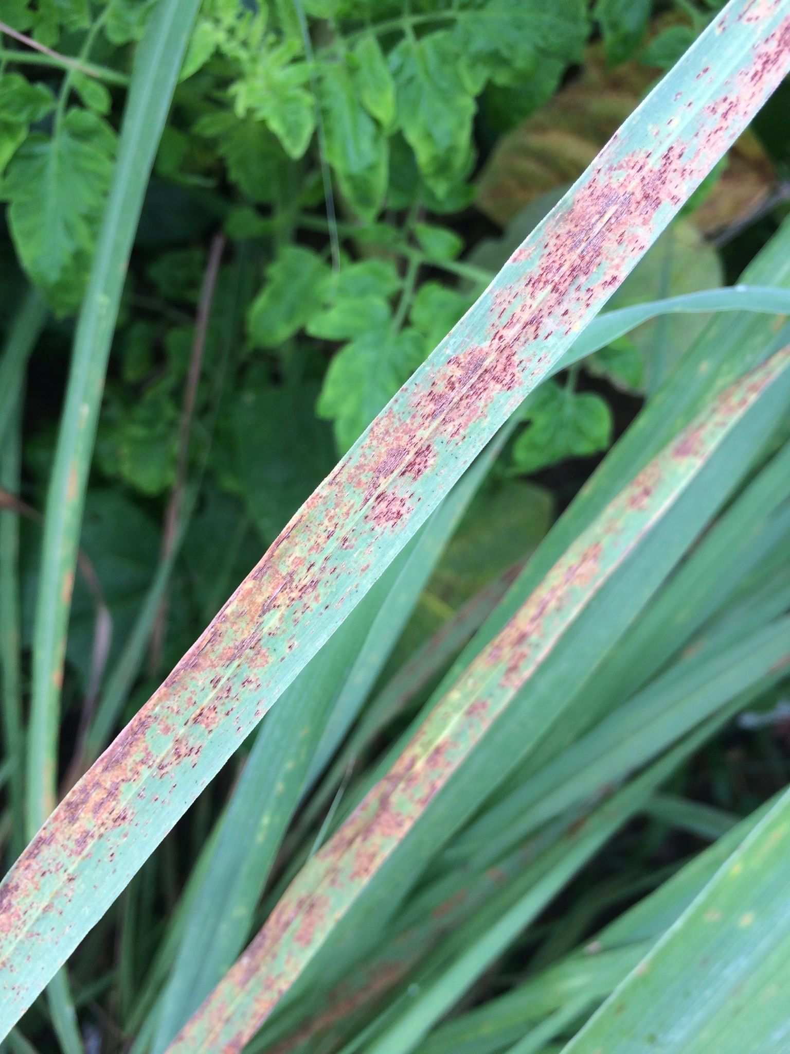 Puccinia nakanishikii