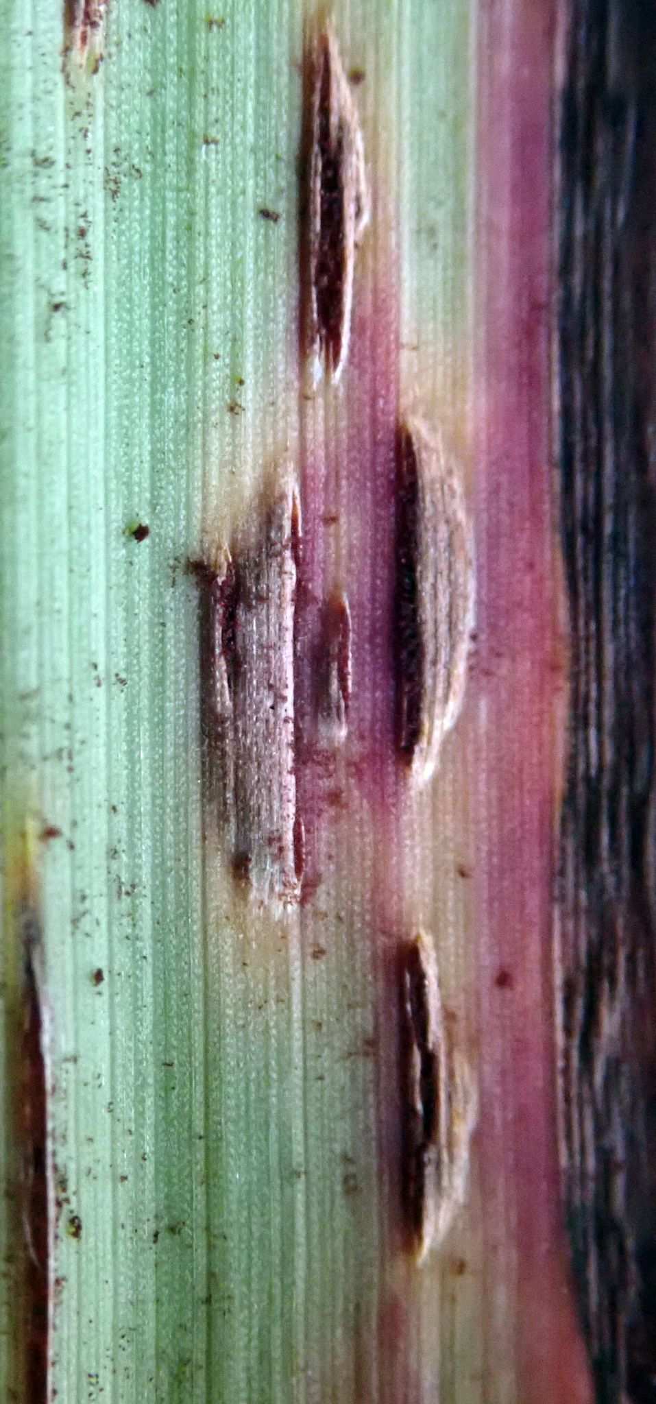 Puccinia nakanishikii