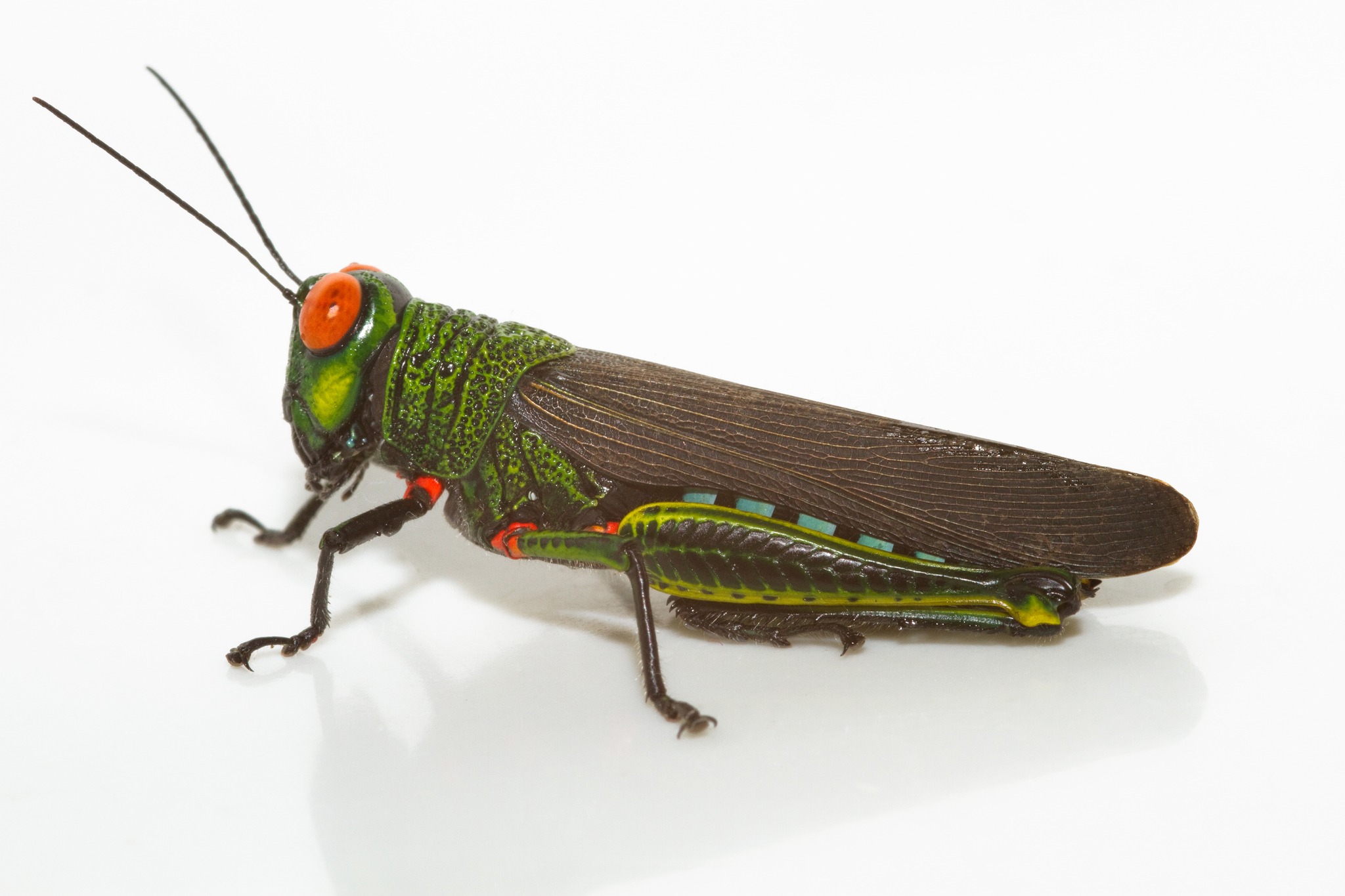 Coscineuta coxalis
