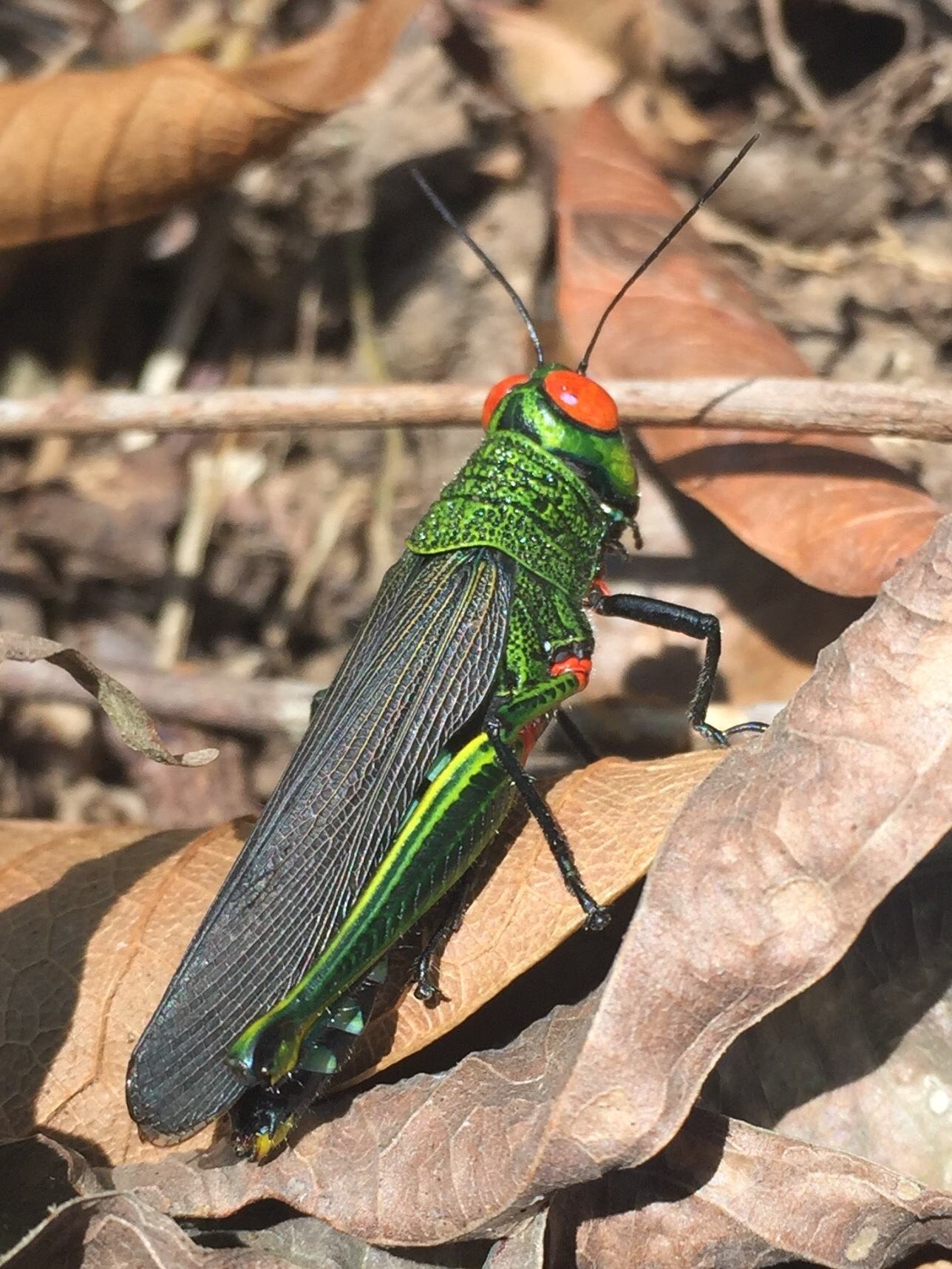 Coscineuta coxalis