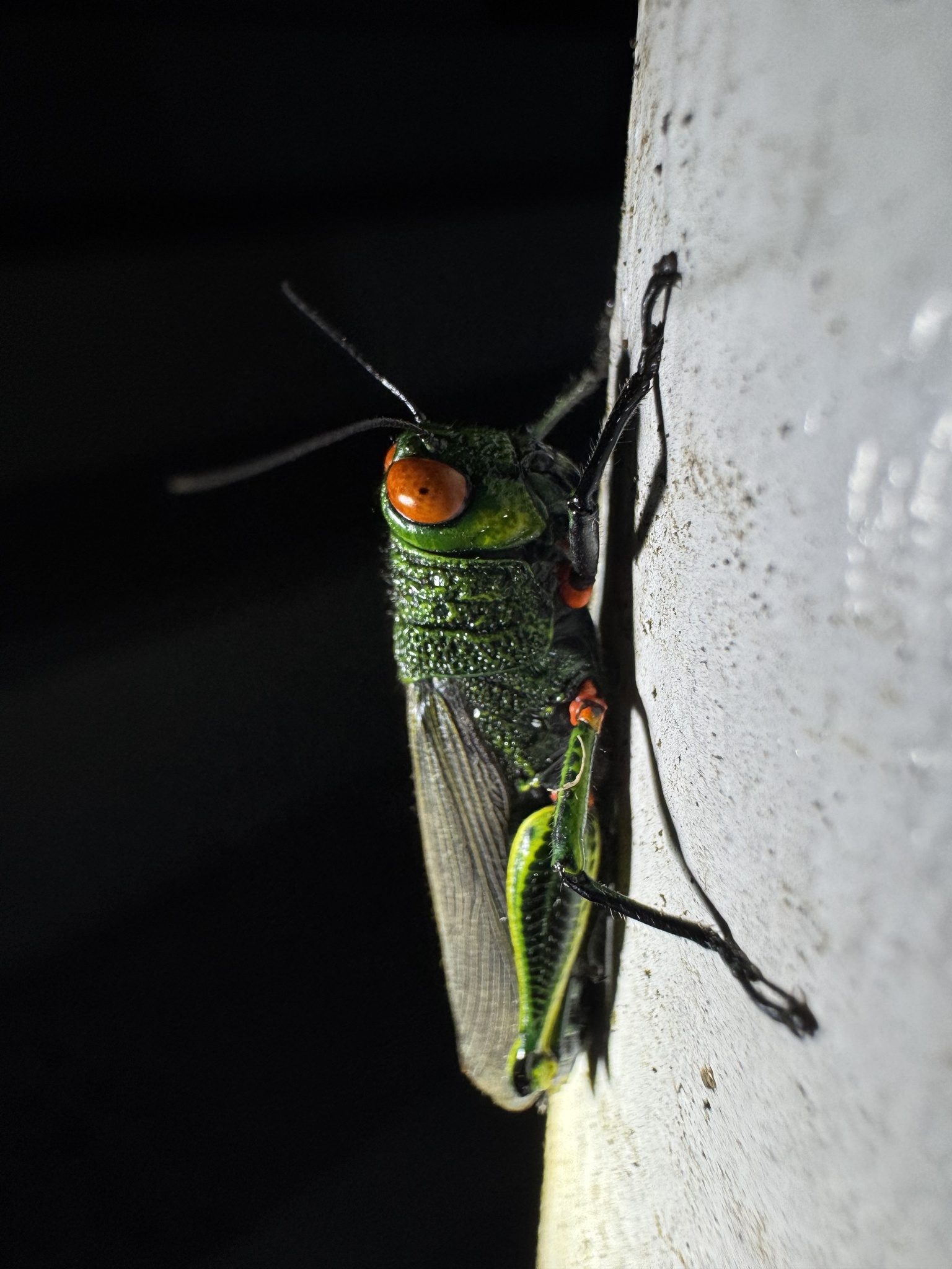 Coscineuta coxalis
