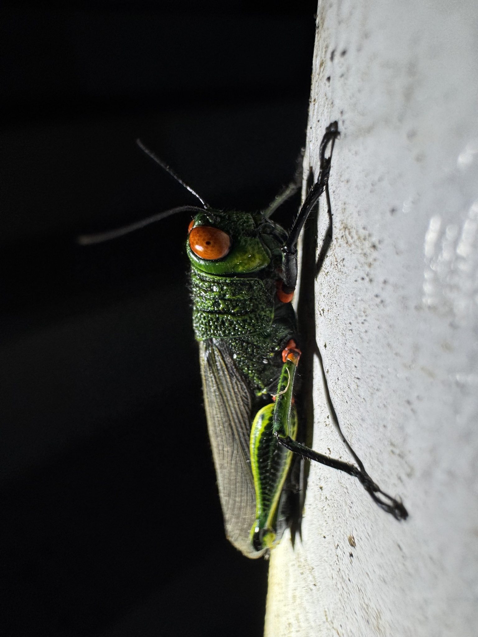 Coscineuta coxalis