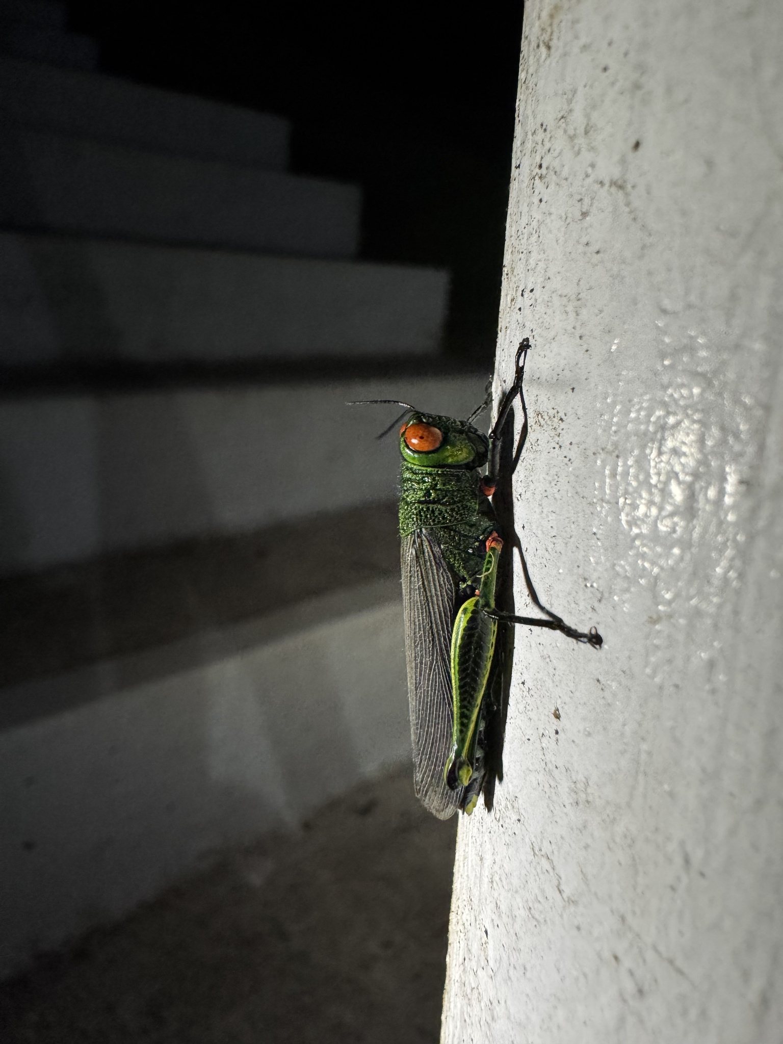 Coscineuta coxalis
