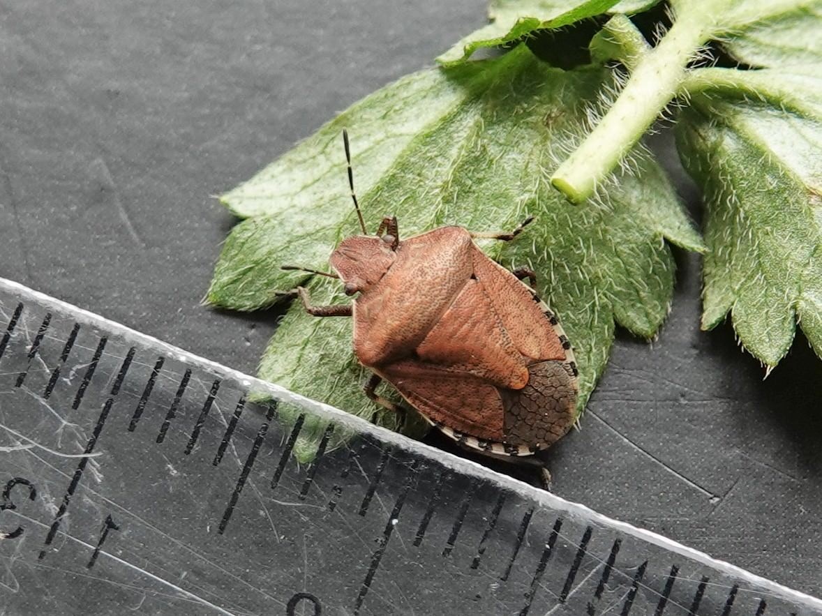 Dictyotus caenosus