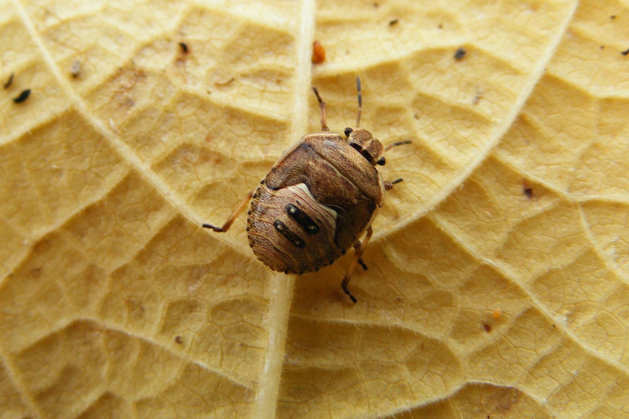 Dictyotus caenosus