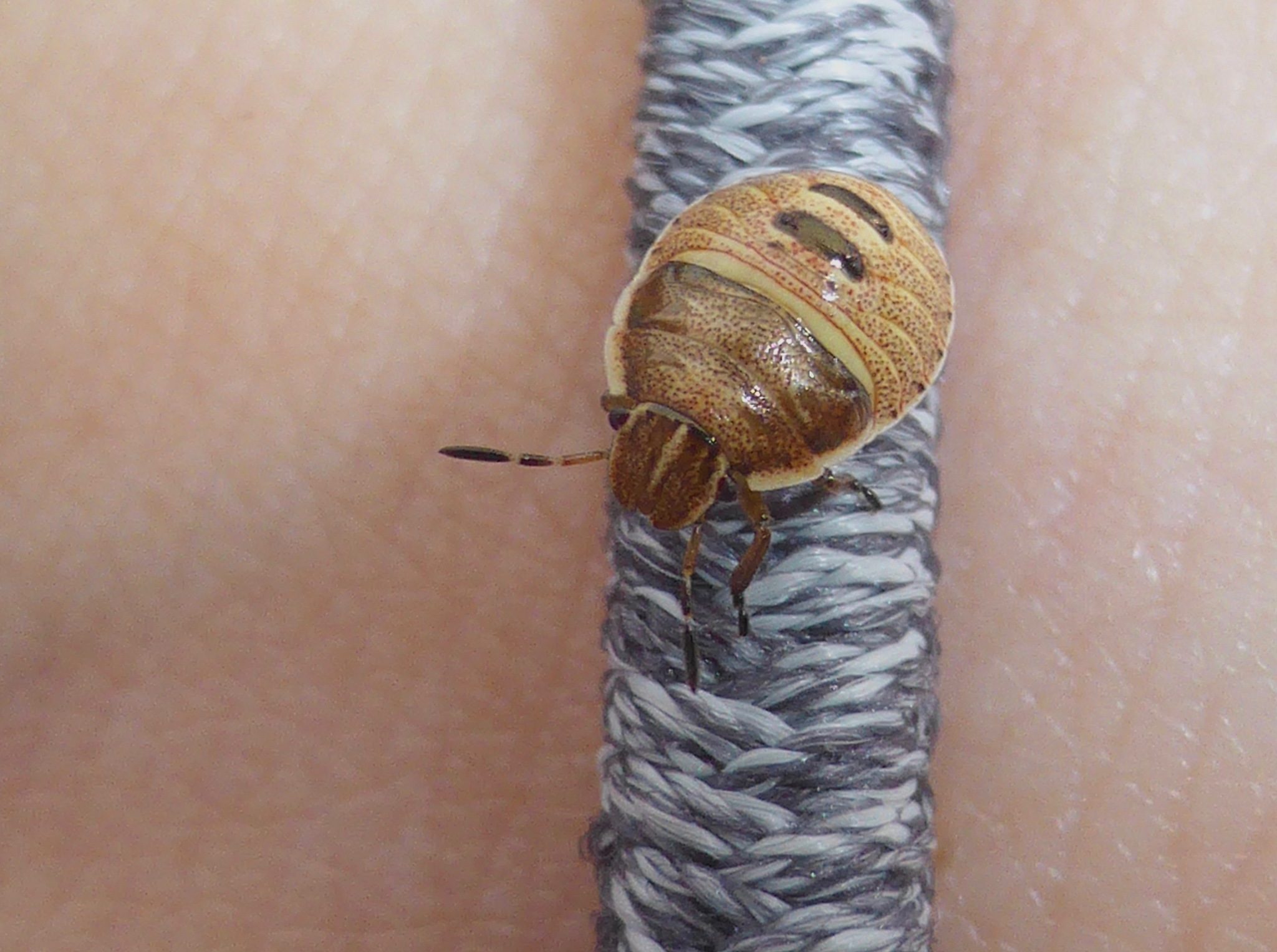 Dictyotus caenosus