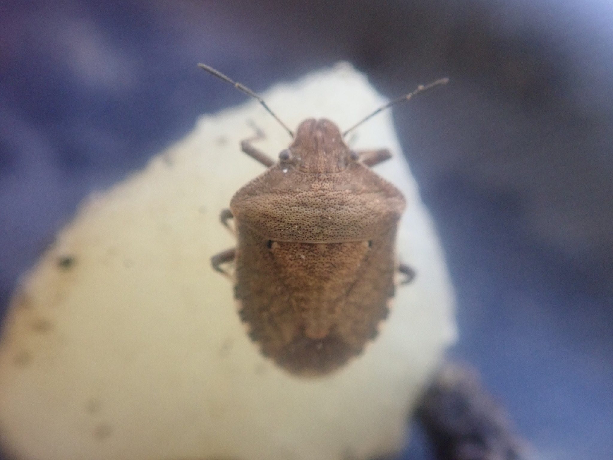Dictyotus caenosus