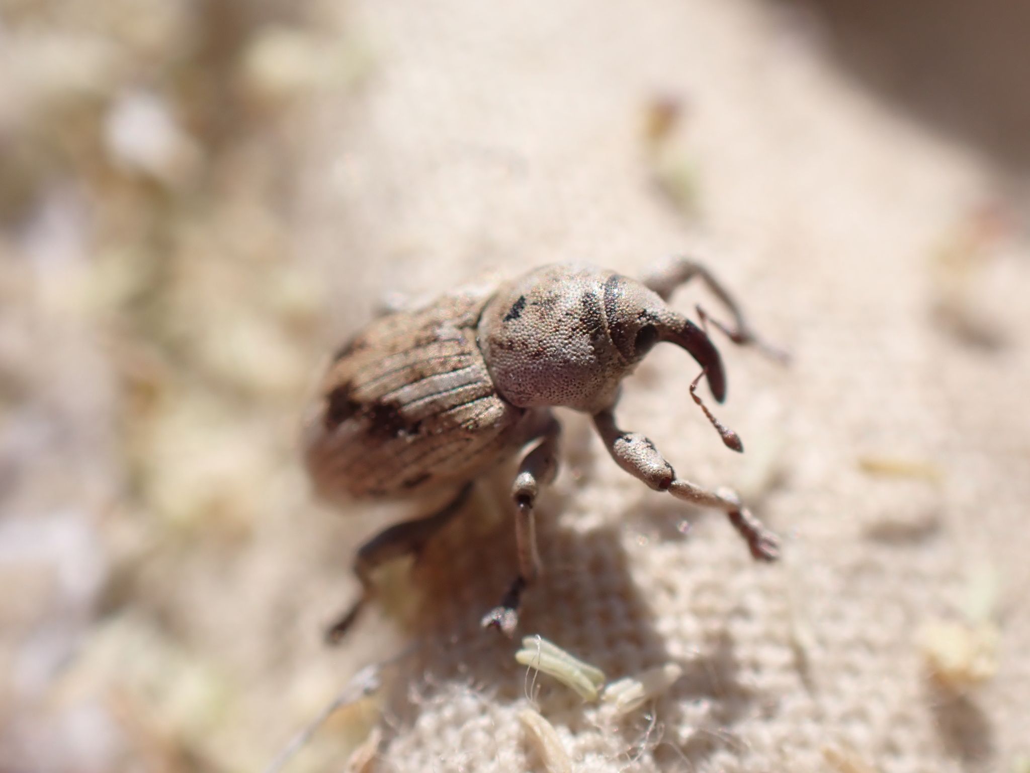 Onychylis