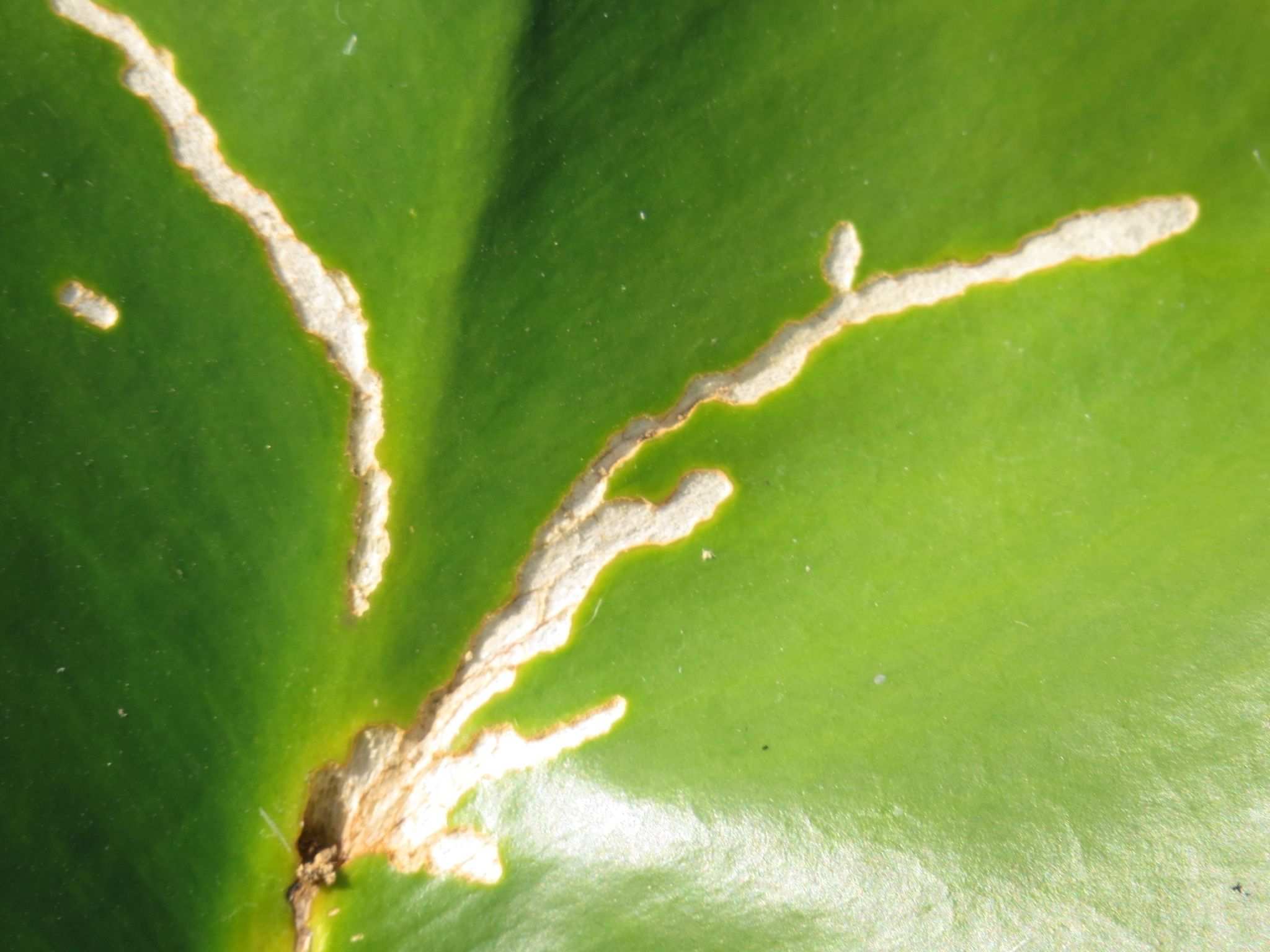Onychylis