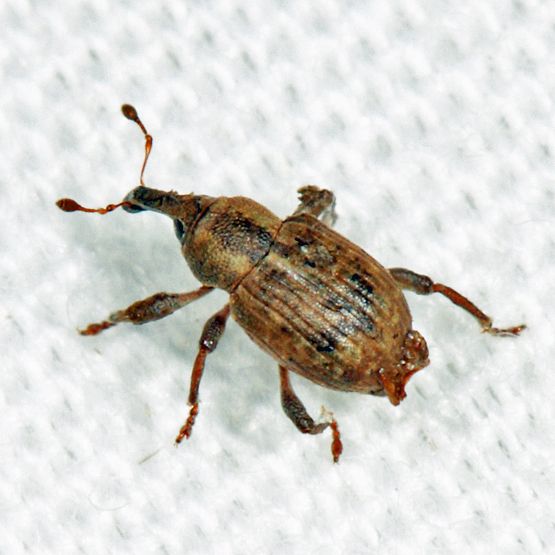 Onychylis
