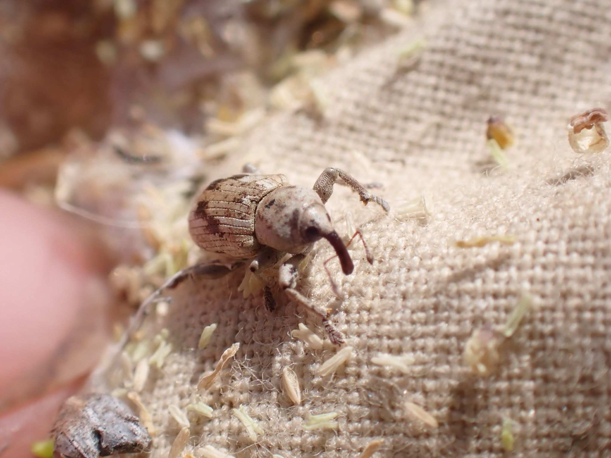 Onychylis