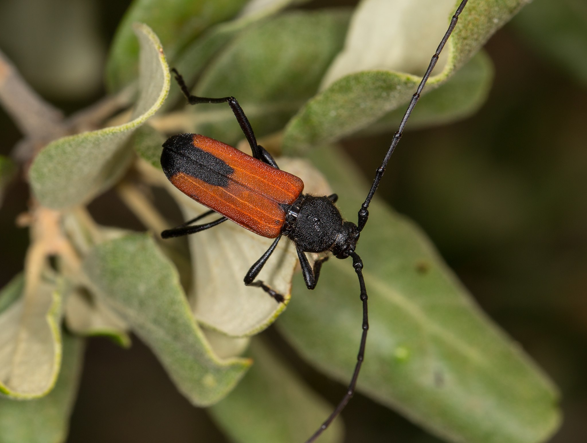 Purpuricenus
