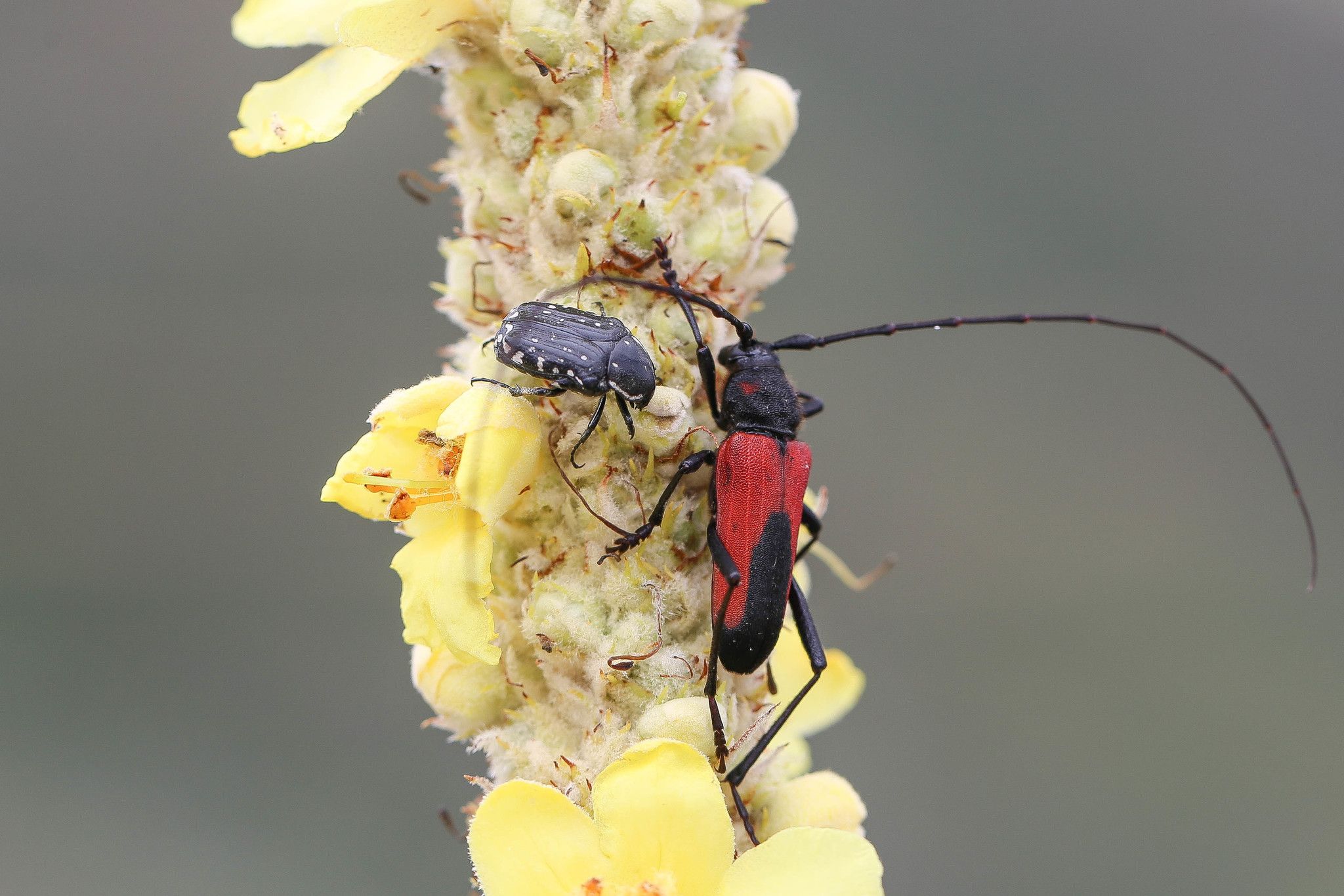 Purpuricenus