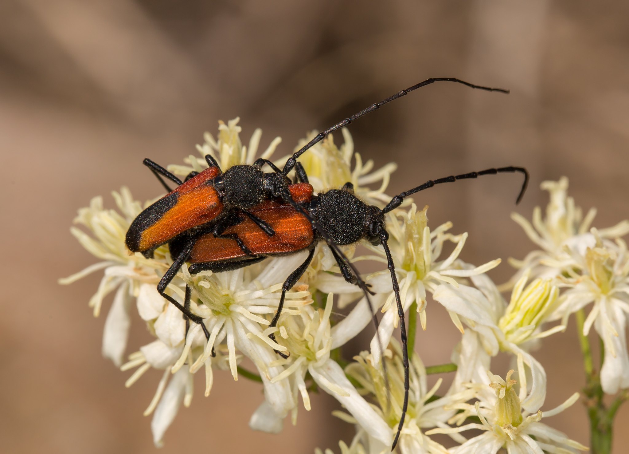 Purpuricenus