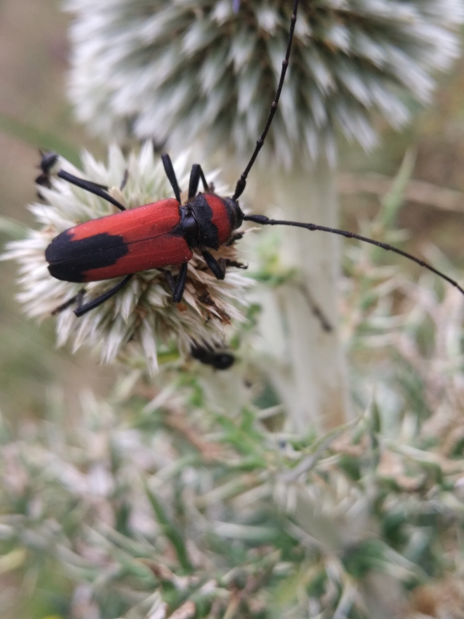 Purpuricenus