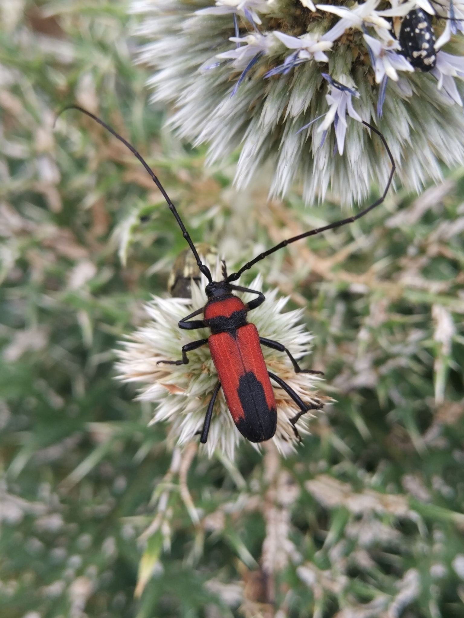 Purpuricenus
