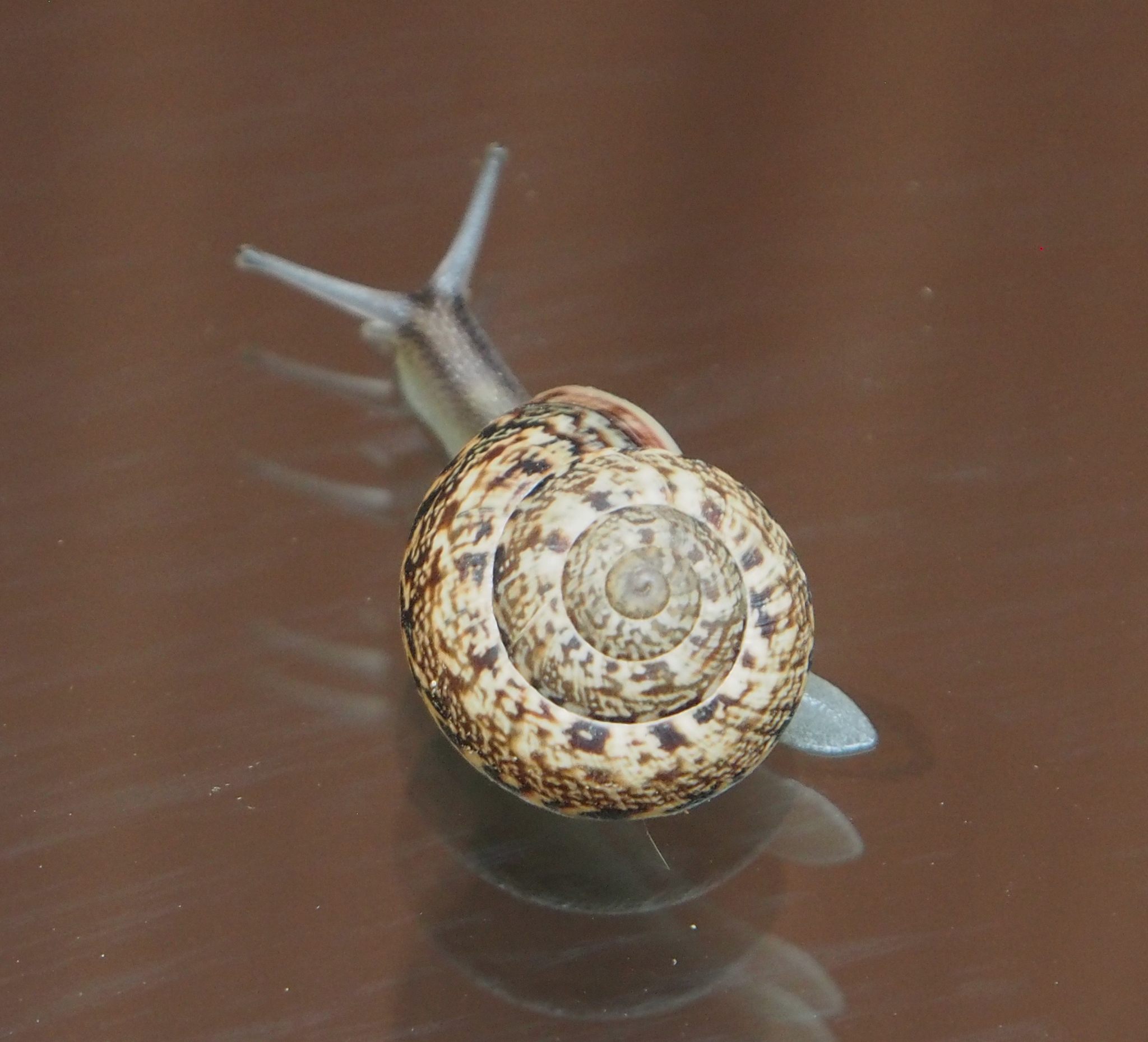 Marmorana serpentina