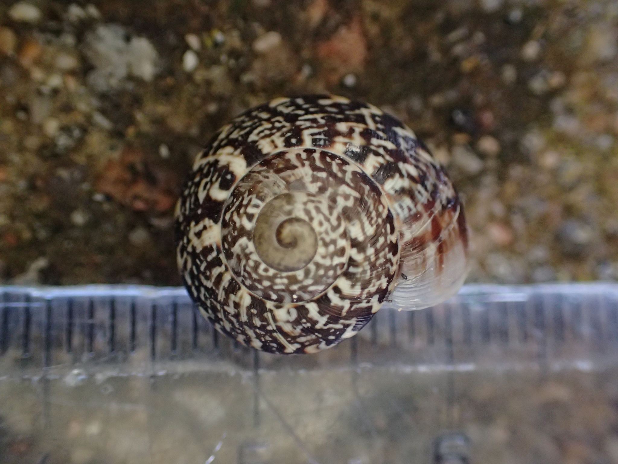 Marmorana serpentina