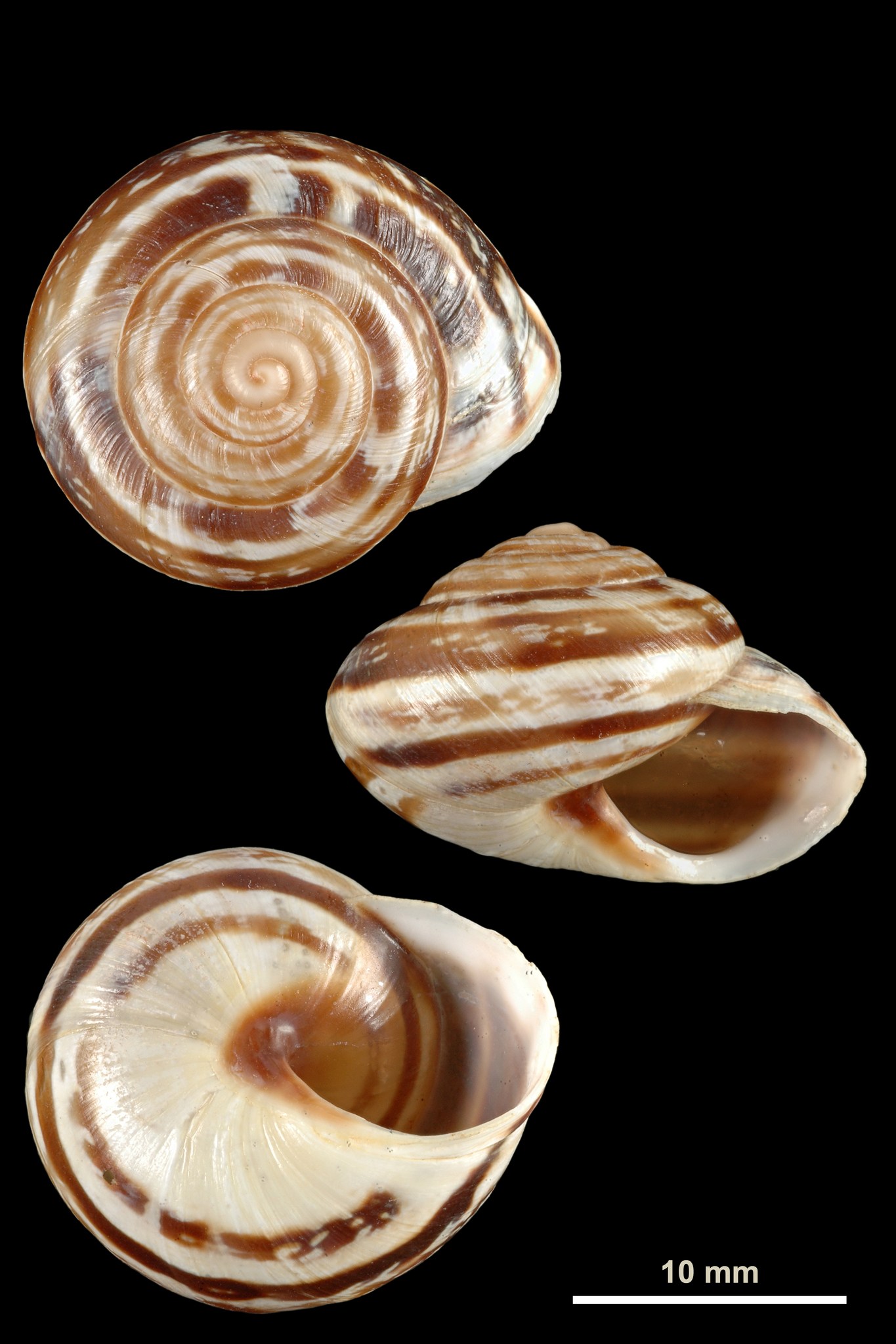 Marmorana serpentina