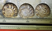 Marmorana serpentina