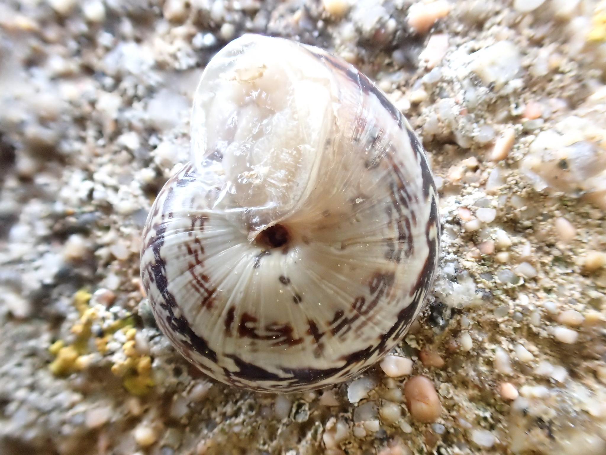 Marmorana serpentina