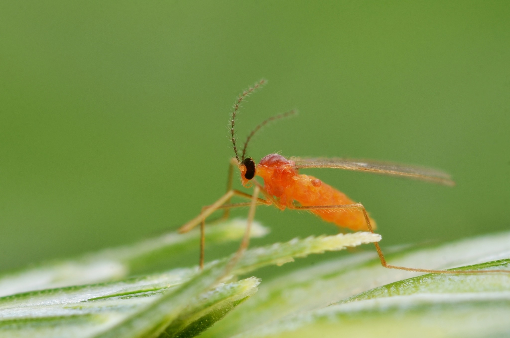 Sitodiplosis mosellana