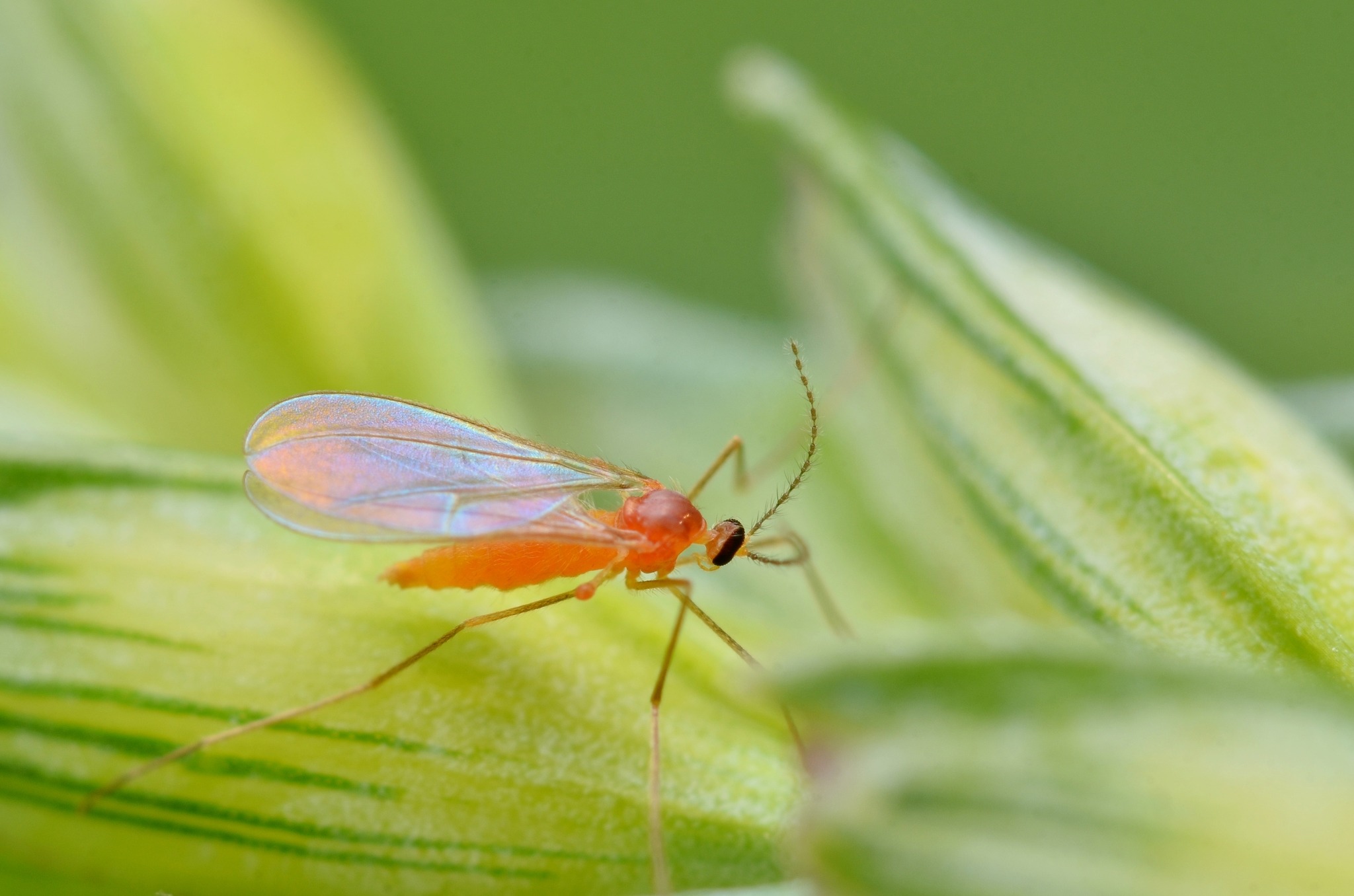 Sitodiplosis mosellana