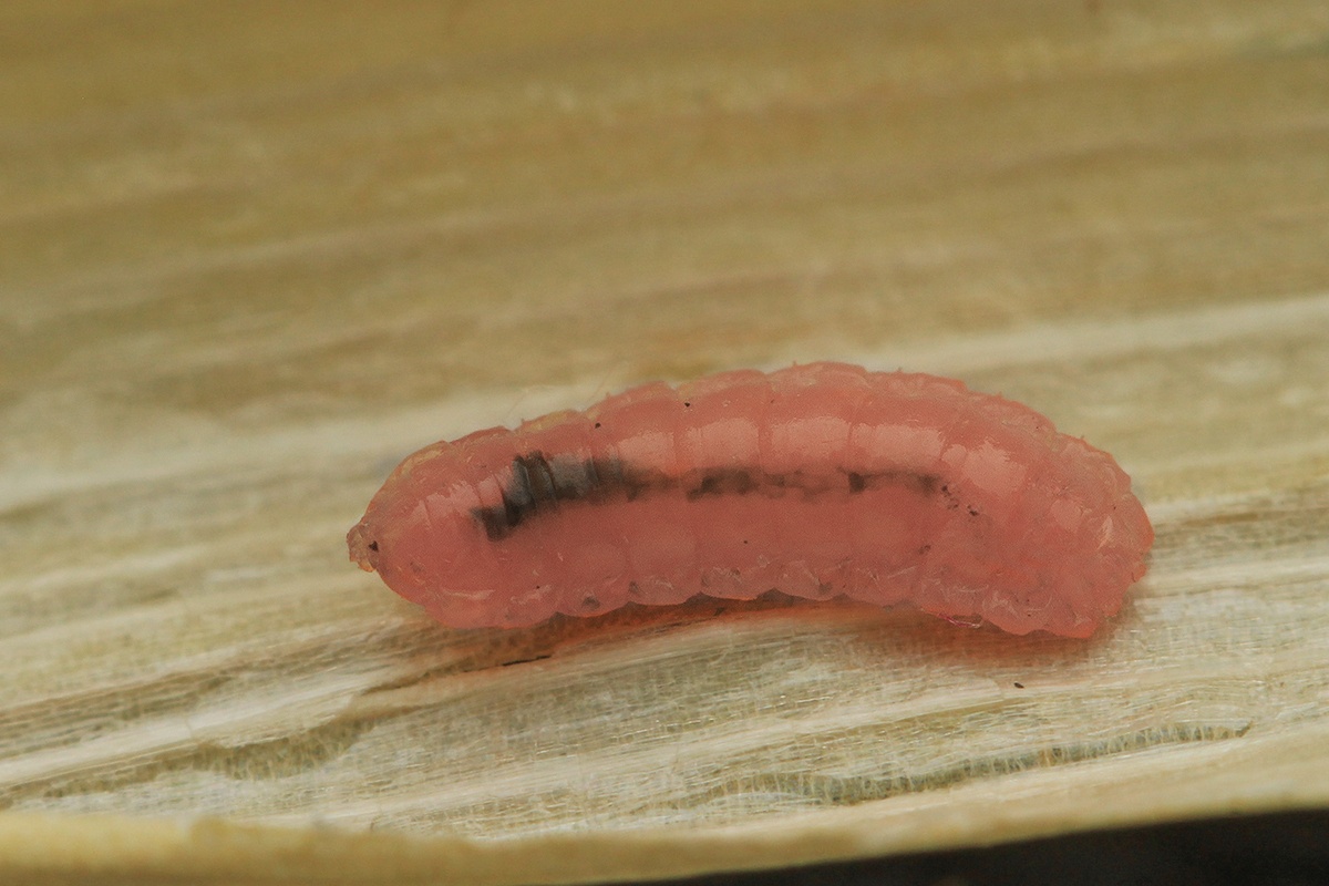 Sitodiplosis mosellana