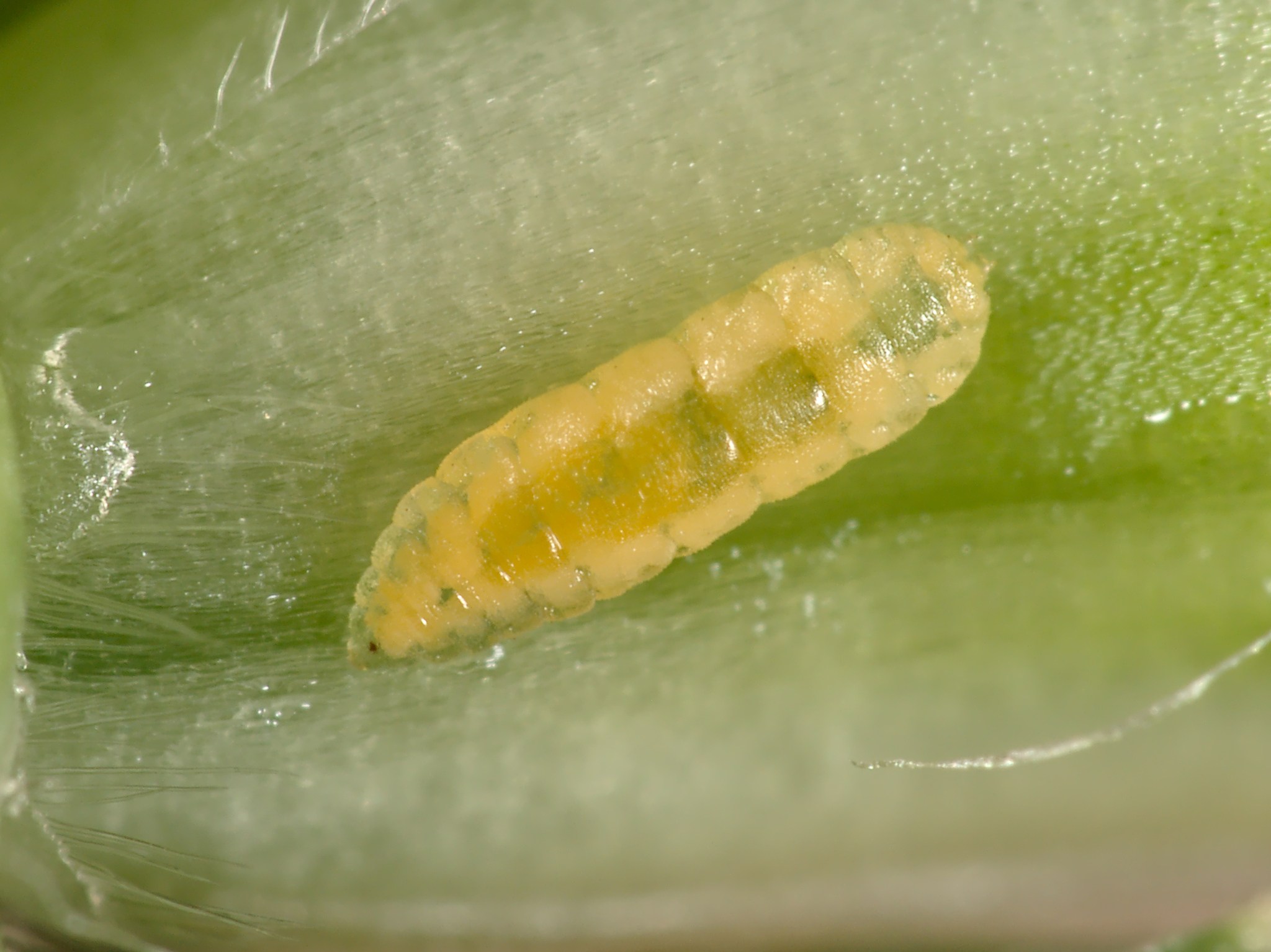 Sitodiplosis mosellana