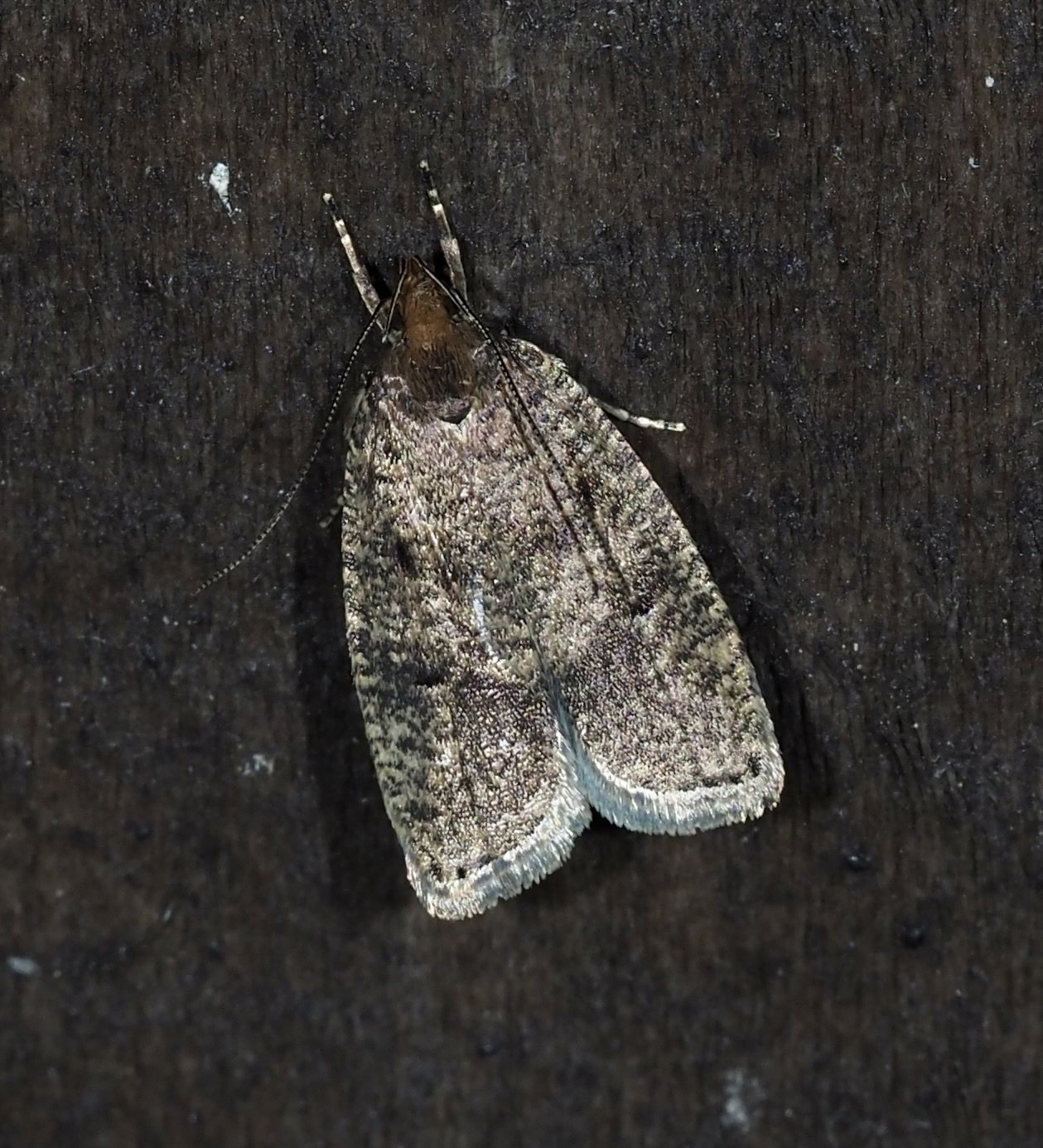 Psilocorsis
