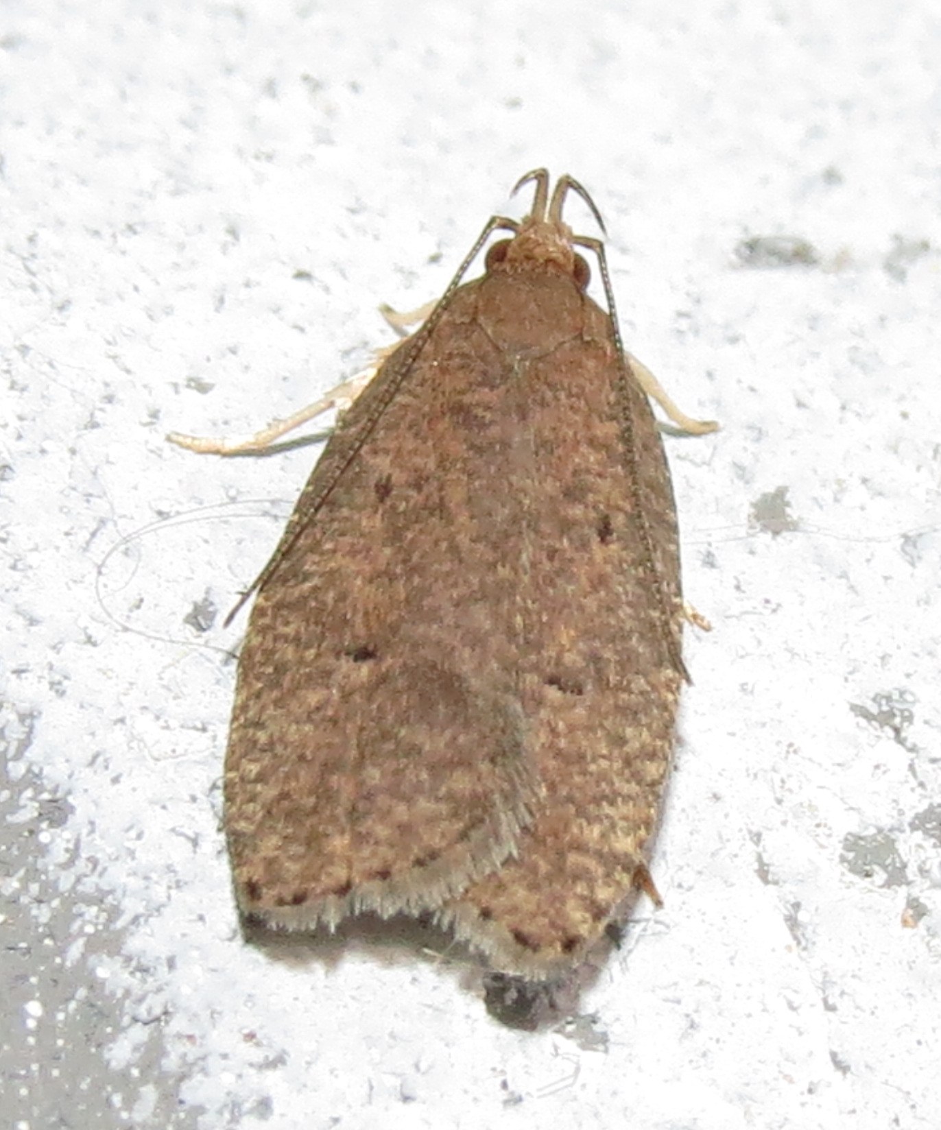 Psilocorsis