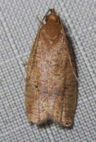 Psilocorsis