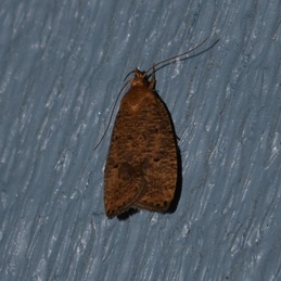 Psilocorsis