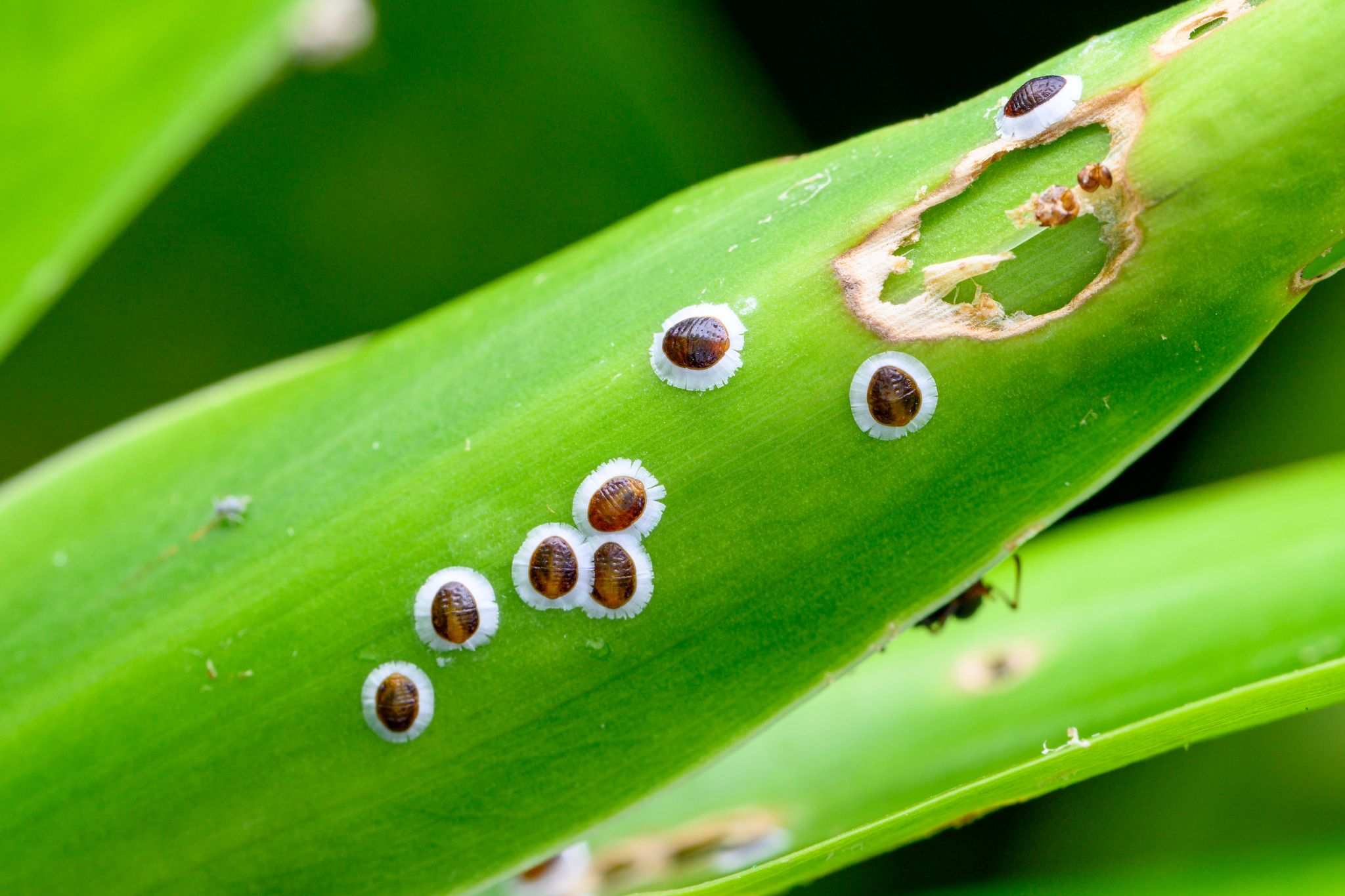 Cerataphis orchidearum