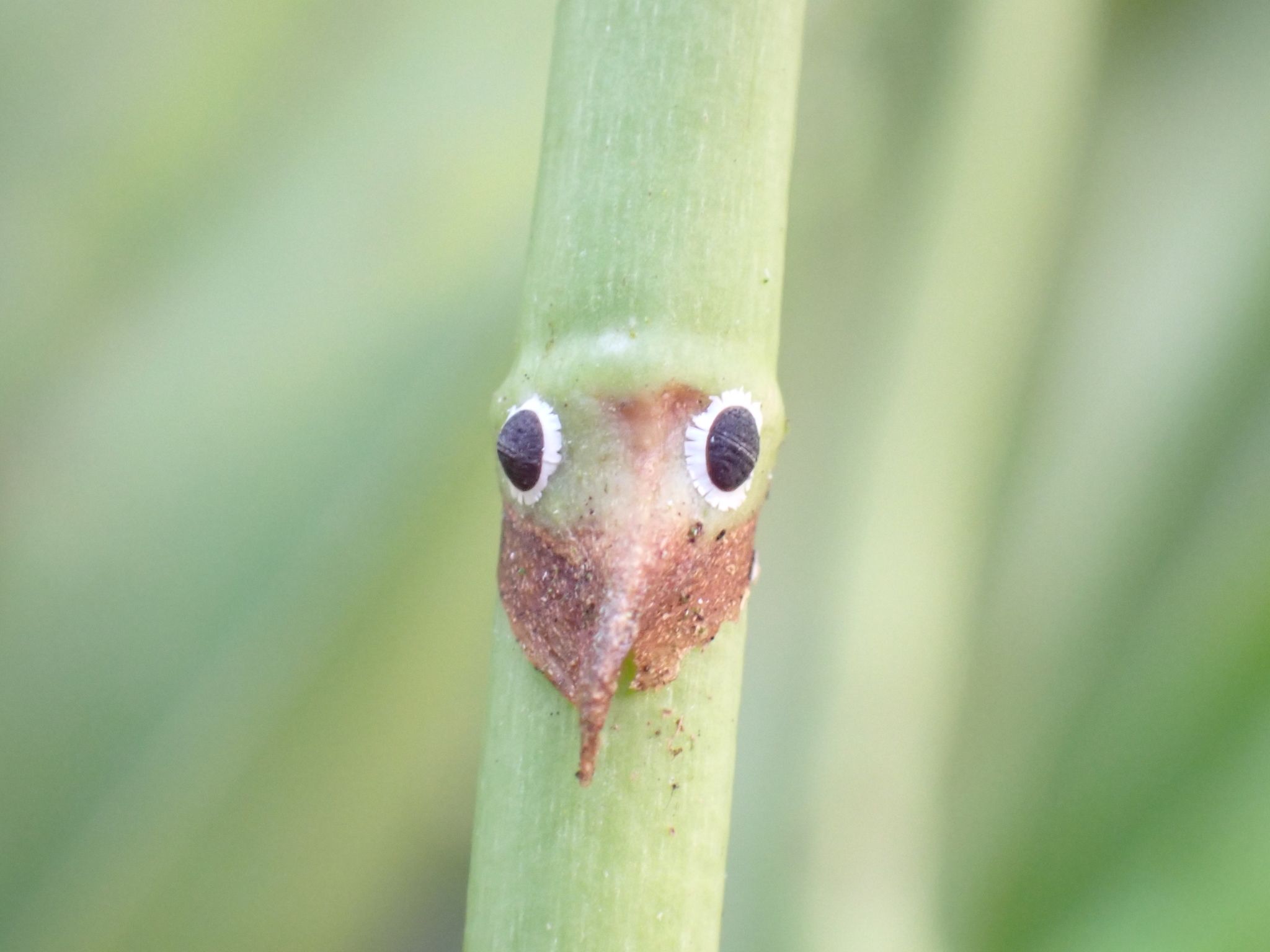 Cerataphis orchidearum