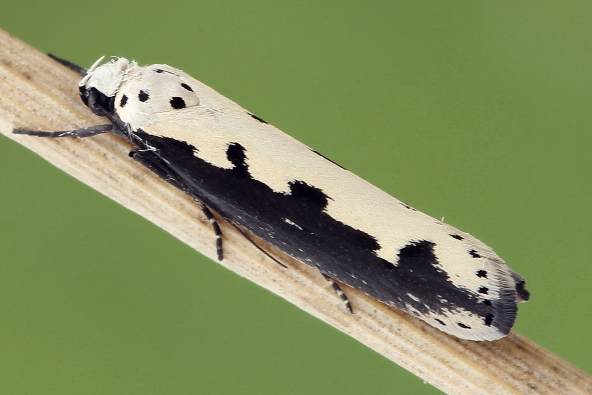Ethmia
