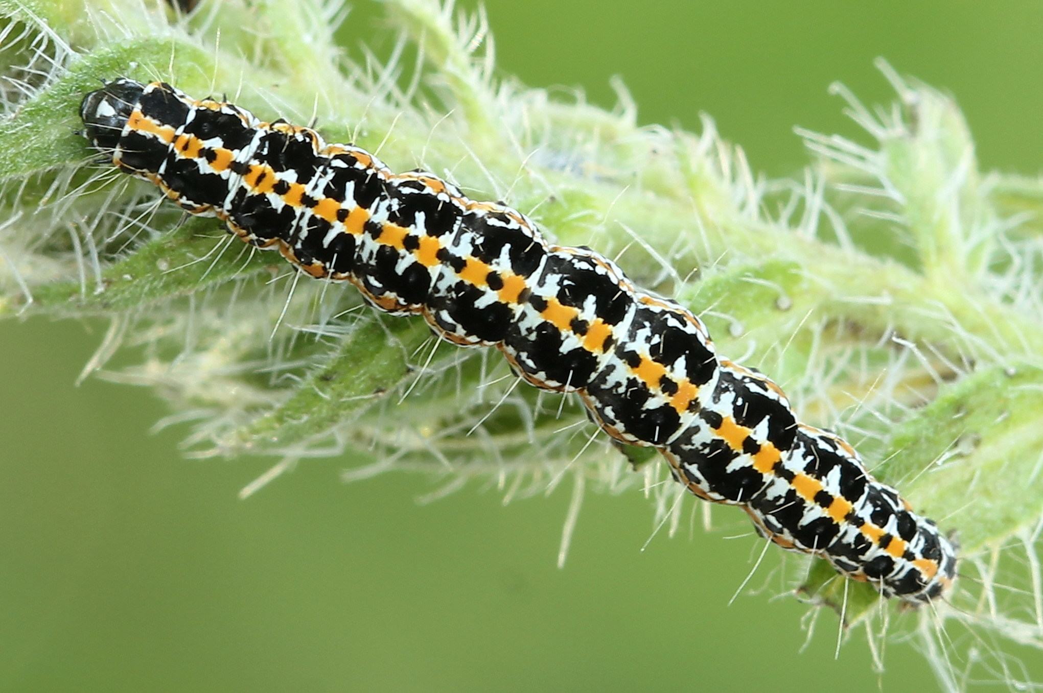 Ethmia