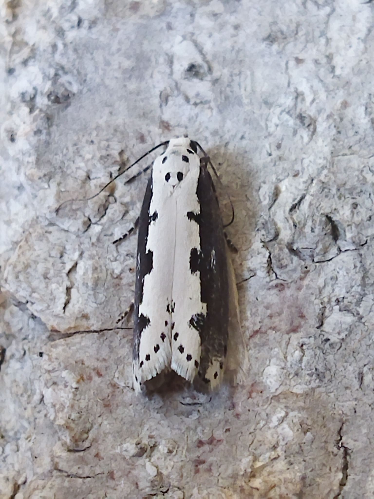 Ethmia