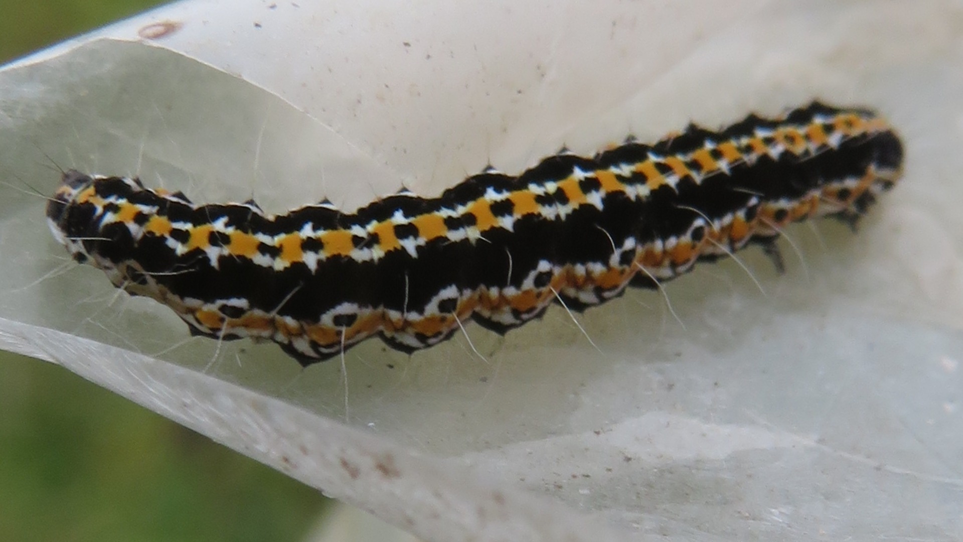 Ethmia