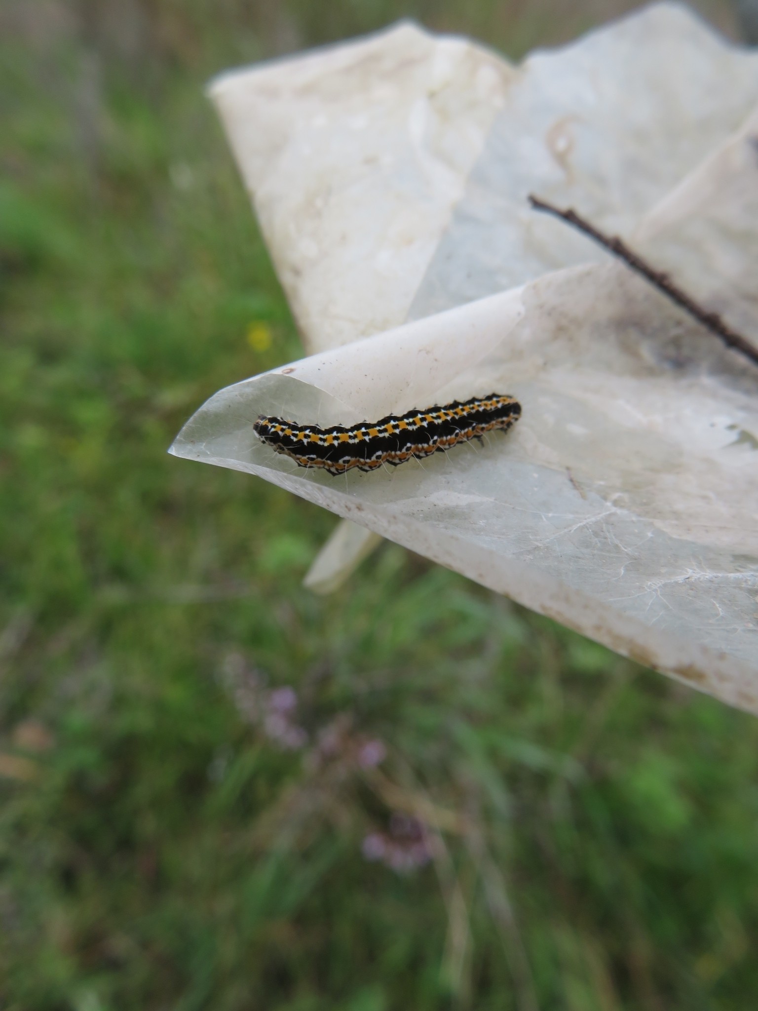 Ethmia