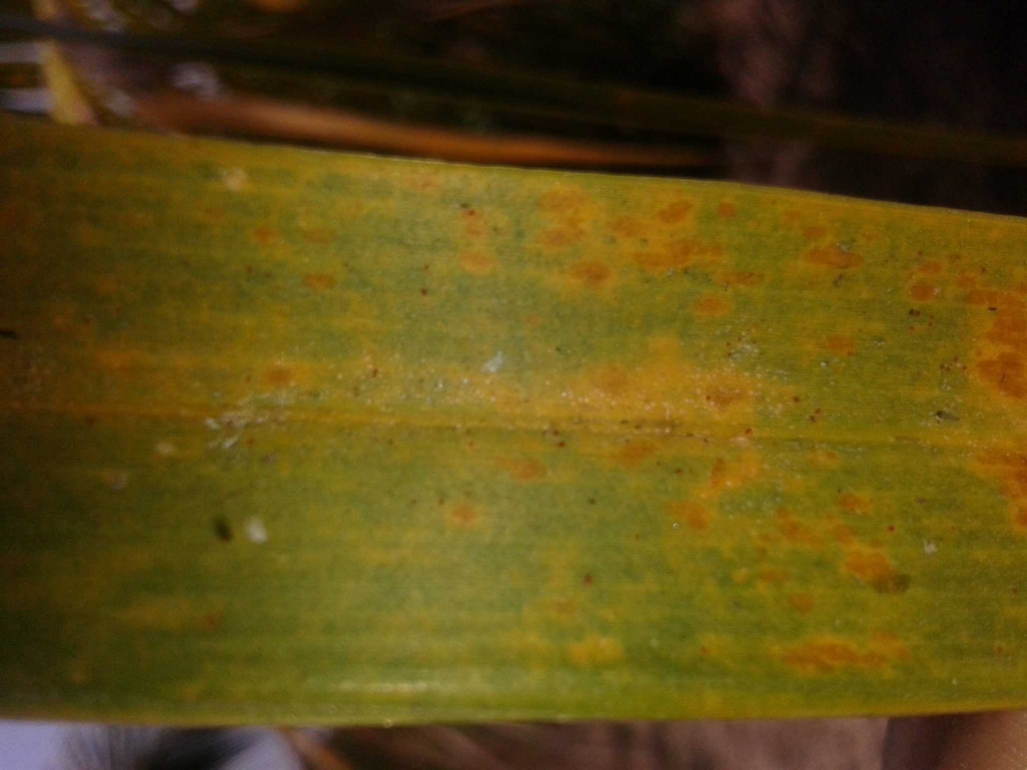 Raoiella indica