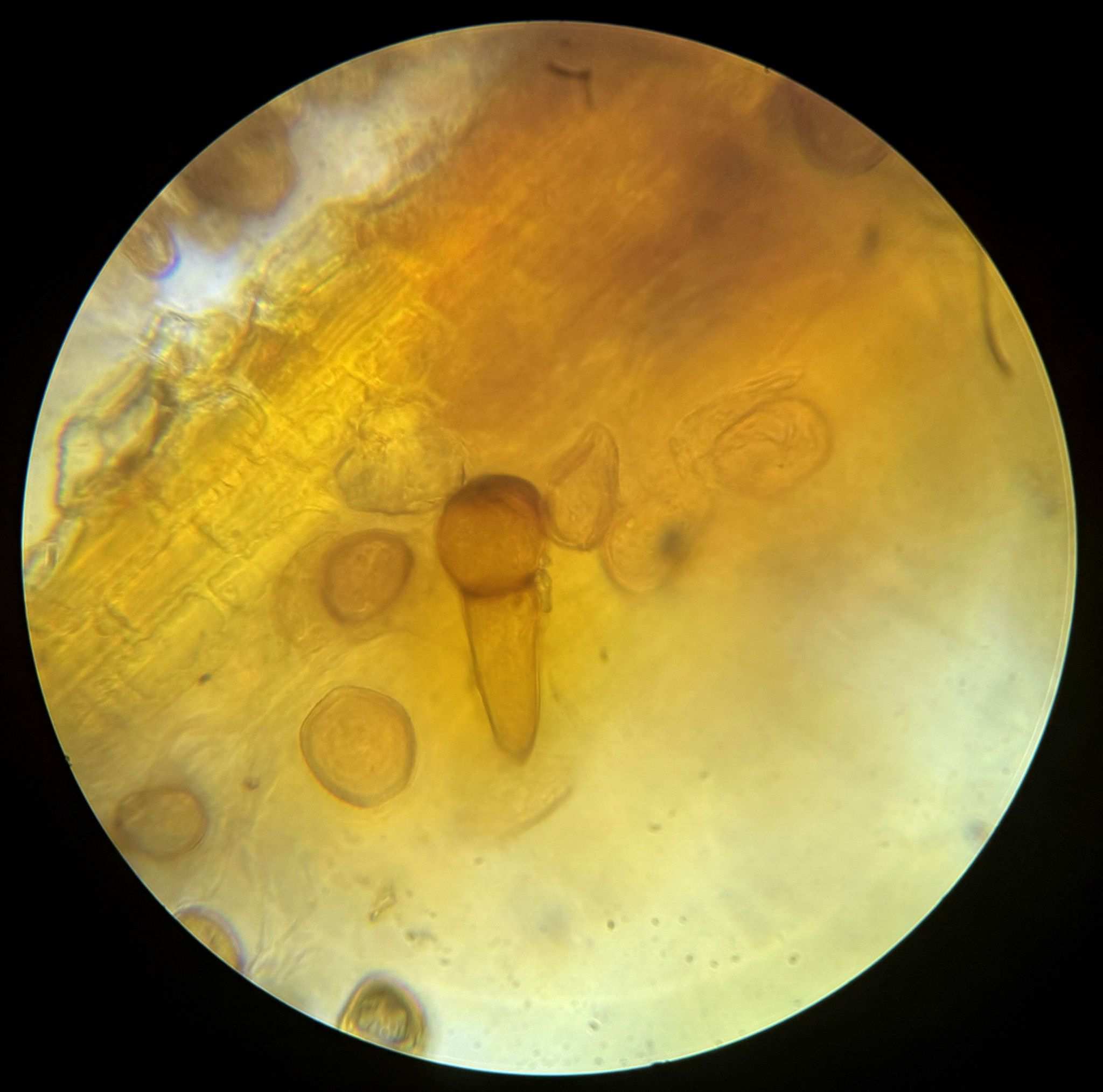 Puccinia obtecta