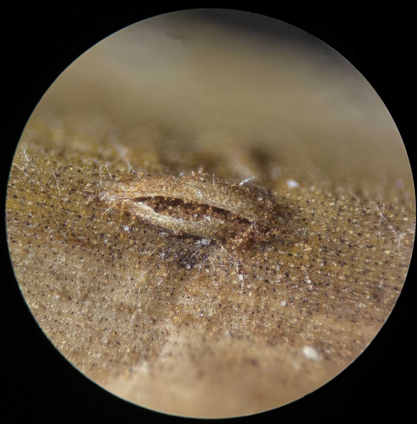 Puccinia obtecta