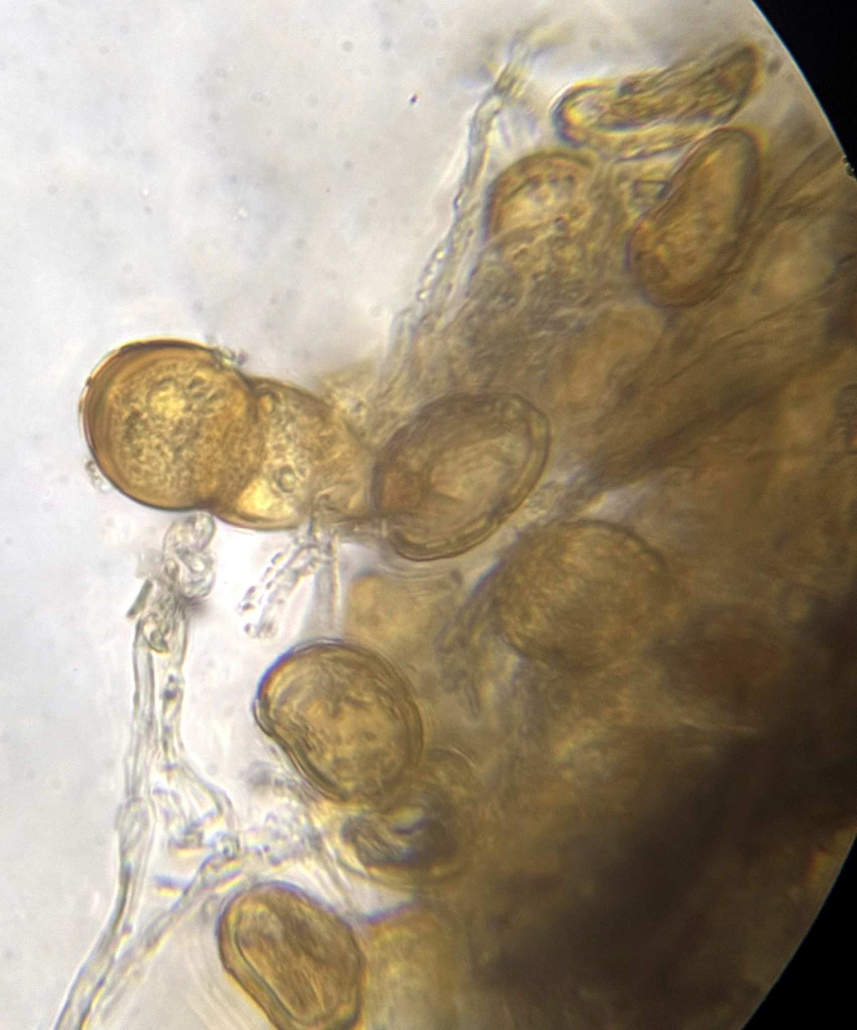 Puccinia obtecta