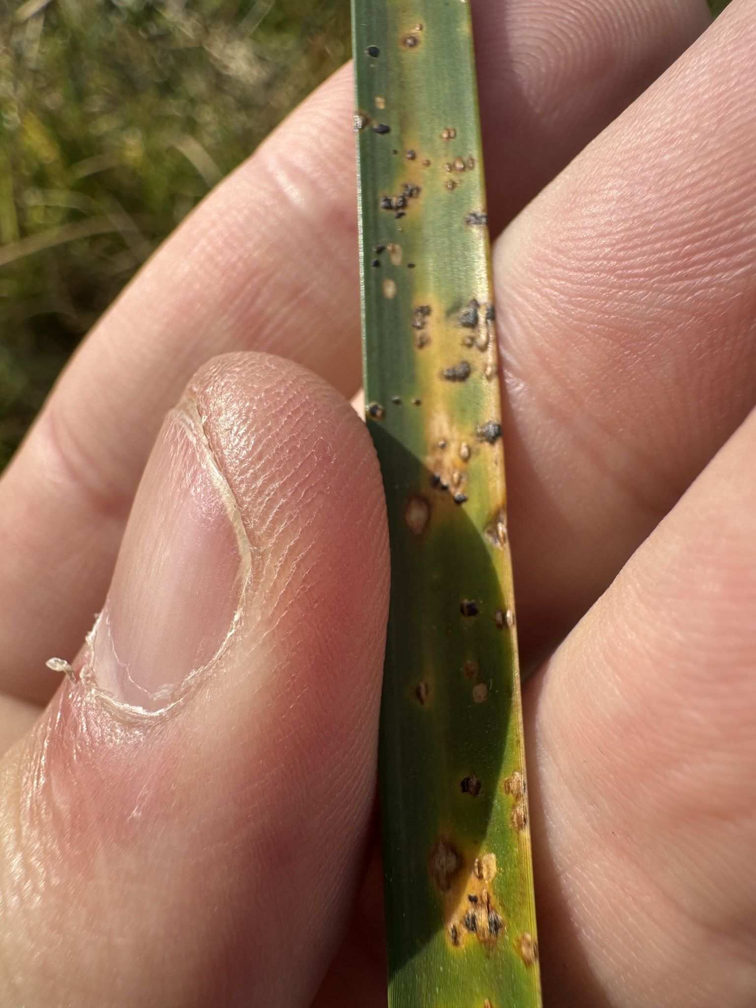 Puccinia obtecta