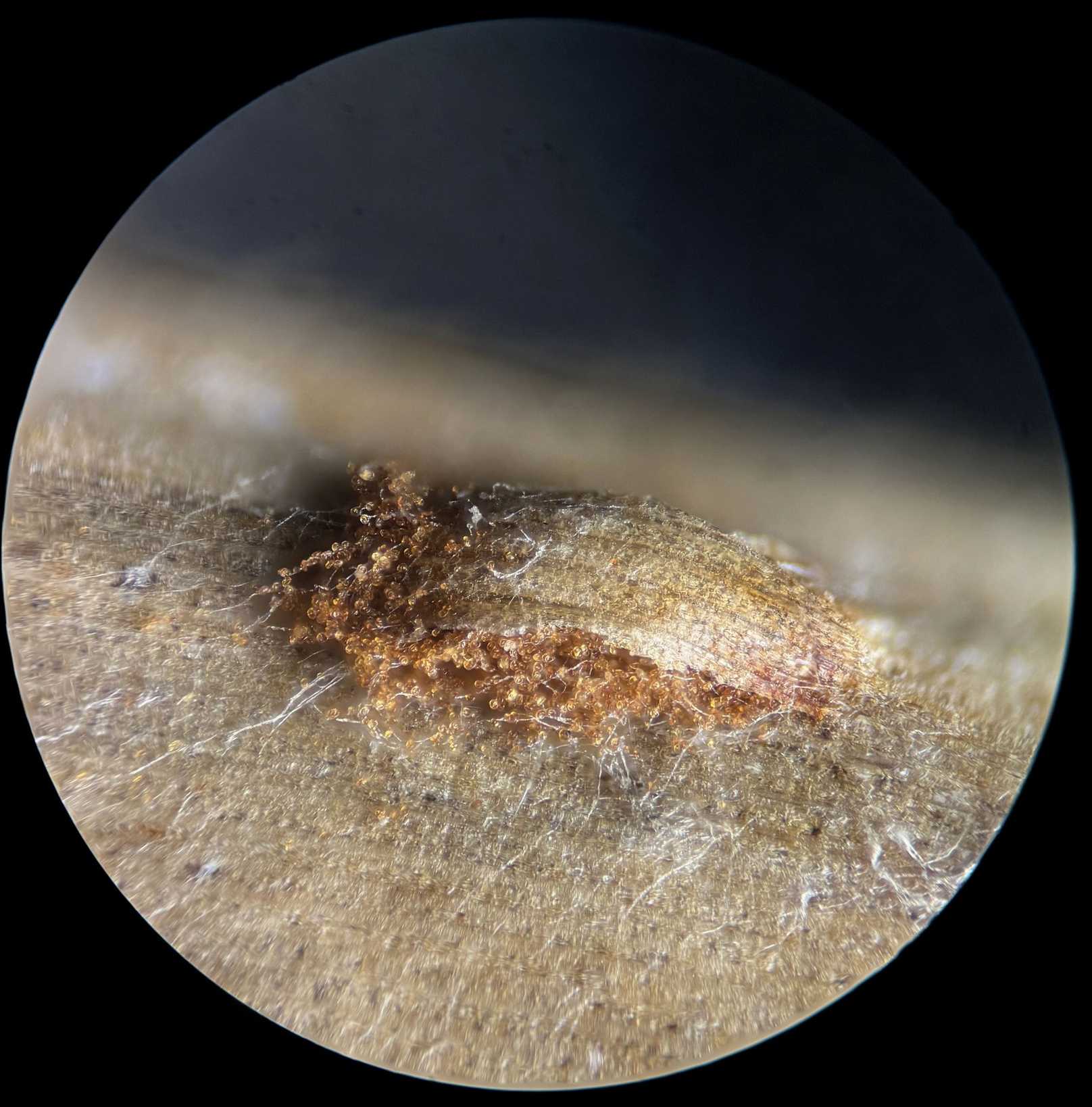 Puccinia obtecta