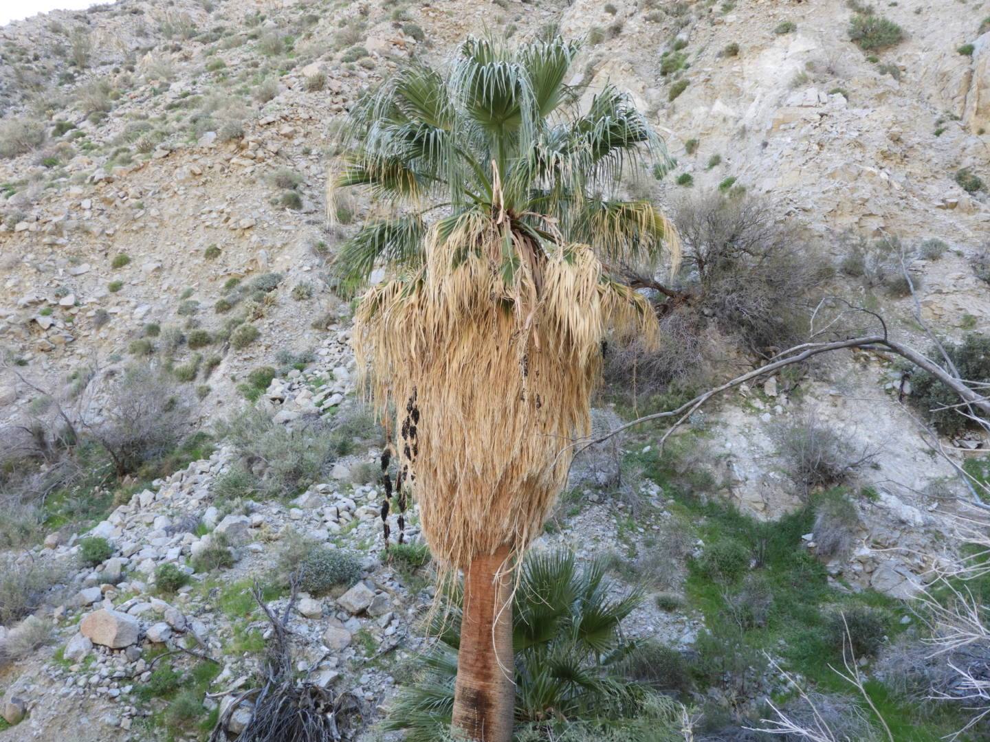 Washingtonia filifera